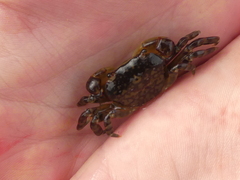 Cyclograpsus granulosus