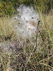 Asclepias viridis