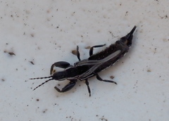 Phlaeothripidae