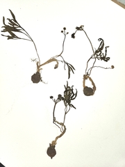 Lomatium linearifolium