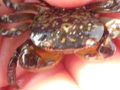 Cyclograpsus granulosus