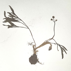 Lomatium linearifolium