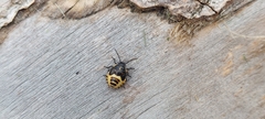 Heterogaster urticae