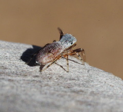 Tutelina