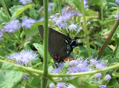 Atlides halesus