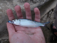 Alosa chrysochloris