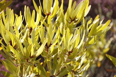 Leucadendron microcephalum