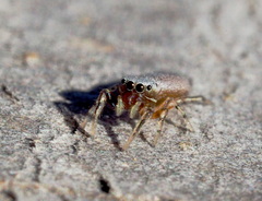 Tutelina