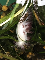 Dendronotus rufus