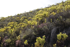 Leucadendron microcephalum