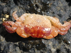 Cyclograpsus