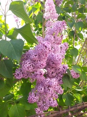 Syringa