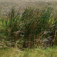 Typha capensis