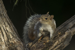 Sciurus alleni