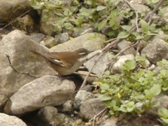 Cinclodes atacamensis