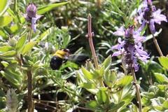 Xylocopa caffra