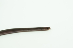 Enulius flavitorques unicolor