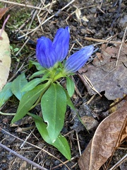 Gentiana saponaria
