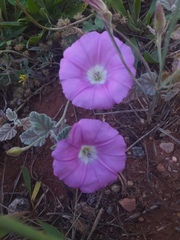 Convolvulus