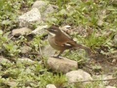 Cinclodes atacamensis