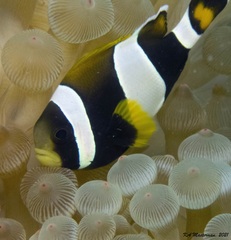 Amphiprion latezonatus