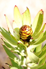 Leucadendron microcephalum