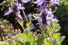 Xylocopa caffra