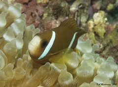 Amphiprion akindynos