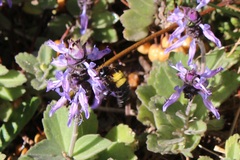 Xylocopa caffra