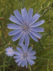 Cichorium