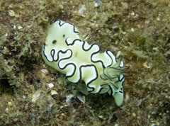 Doriprismatica atromarginata