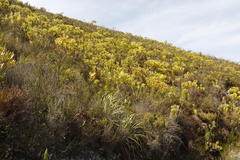 Leucadendron microcephalum