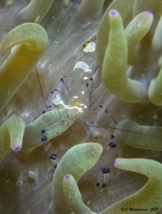 Ancylocaris brevicarpalis