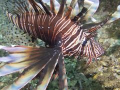 Pterois volitans