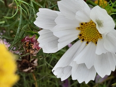 Cosmos parviflorus