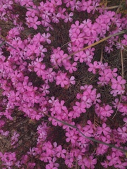 Acantholimon