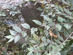 Ulmus pumila