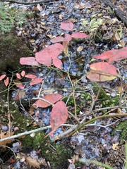 Vaccinium corymbosum