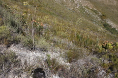 Osteospermum junceum