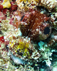 Scorpaenidae
