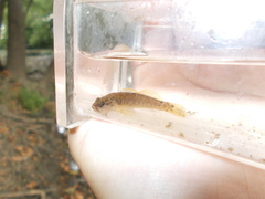 Etheostoma flabellare