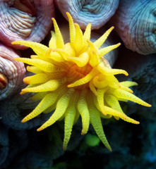 Tubastraea coccinea