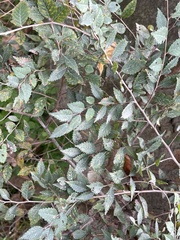 Ulmus pumila