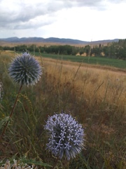 Echinops
