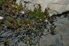 Rhodothamnus chamaecistus