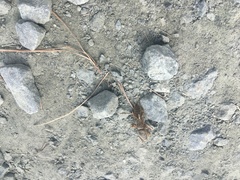 Neocurtilla hexadactyla