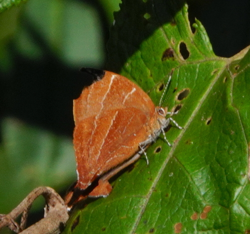 Micandra dignota