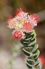 Leucospermum truncatulum