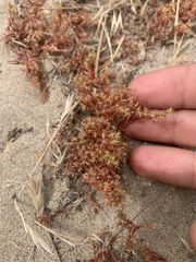 Lastarriaea coriacea