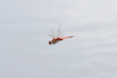 Tramea loewii